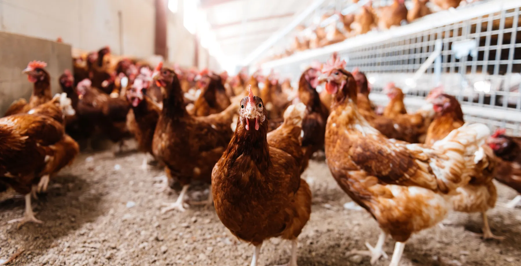 shutterstock 2364863827 lr